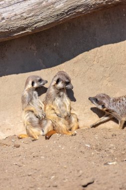 Mirketler güneşin tadını çıkarır lar ve tetiktedirler.