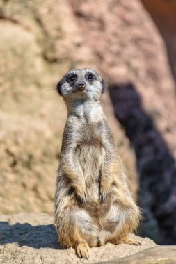 Mirketler güneşin tadını çıkarır lar ve tetiktedirler.