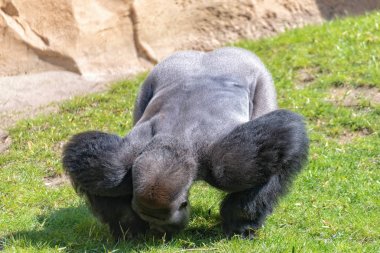 Lowland Gorilla silverback çayırdan yem toplar