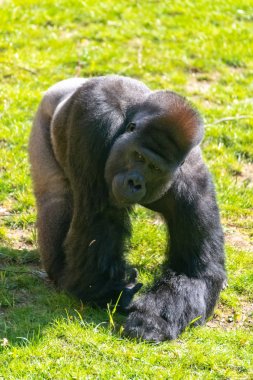 Lowland Gorilla silverback çayırdan yem toplar