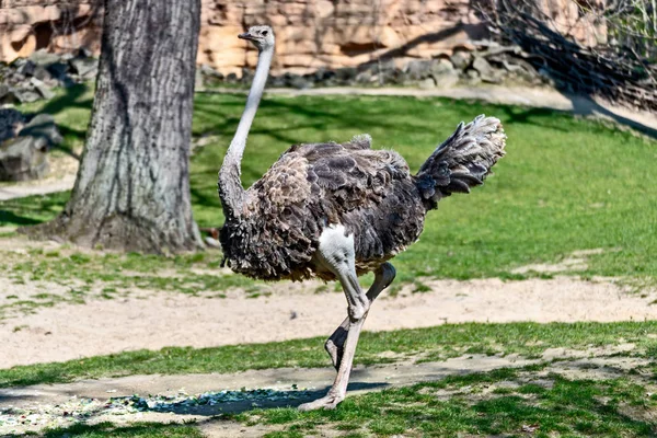 Avestruz de pássaro corre sobre o prado — Fotografia de Stock