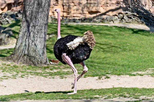 Avestruz de pássaro corre sobre o prado — Fotografia de Stock