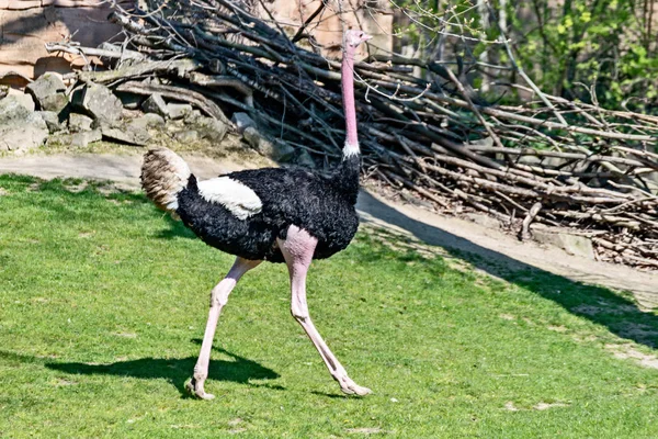 Bird ostrich runs over the meadow