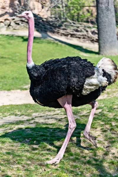 Bird struisvogel loopt over de weide — Stockfoto
