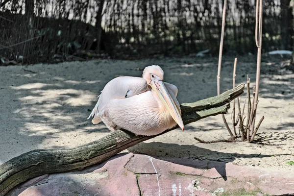 Пеликан отдыхает в жару. — стоковое фото