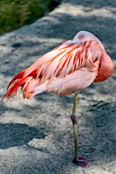 Flamingo stoi na jednej nodze i śpi — Zdjęcie stockowe