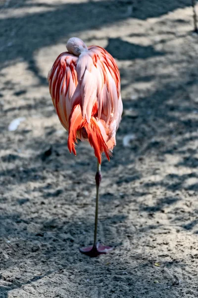 Flamingo stoi na jednej nodze i śpi — Zdjęcie stockowe