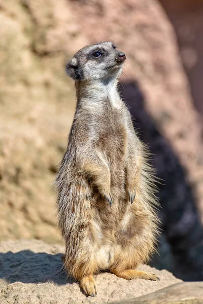 Meerkats desfrutar do sol e estão alerta — Fotografia de Stock