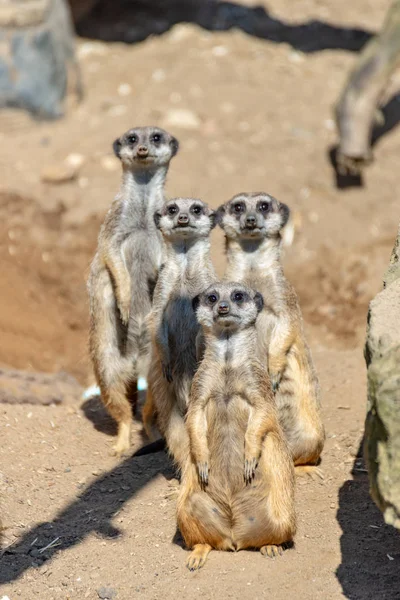 Meerkats cieszyć się słońcem i są czujny — Zdjęcie stockowe