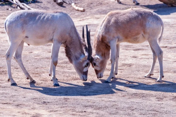 Deux animaux Addax se battent — Photo