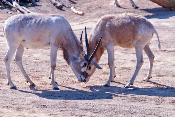 Deux animaux Addax se battent — Photo