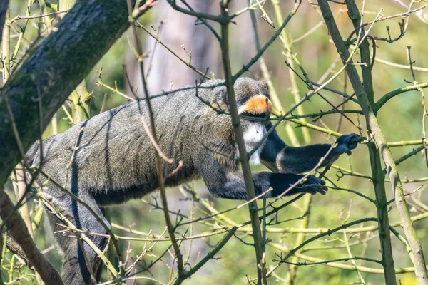 Singe Brazza grimpe sur un arbre — Photo