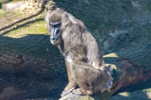 Drill Monkey håller utkik på sitt territorium — Stockfoto