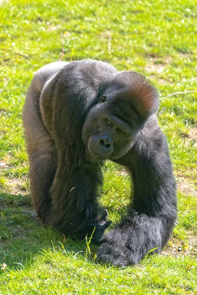 Lowland Gorilla silverback recolhe forragem do prado — Fotografia de Stock