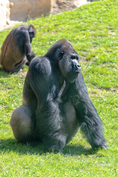 Flachlandgorilla Silberrücken beobachtet seine Familie — Stockfoto