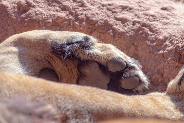 Τα πόδια ενός αρσενικού Βερβέρων λιονταριού — Φωτογραφία Αρχείου