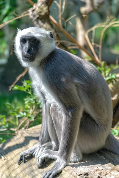 Hulman Langur vaktar uppmärksamt sitt revir — Stockfoto