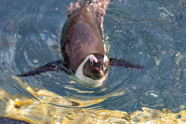 Pinguïn is alleen zwemmen in water — Stockfoto