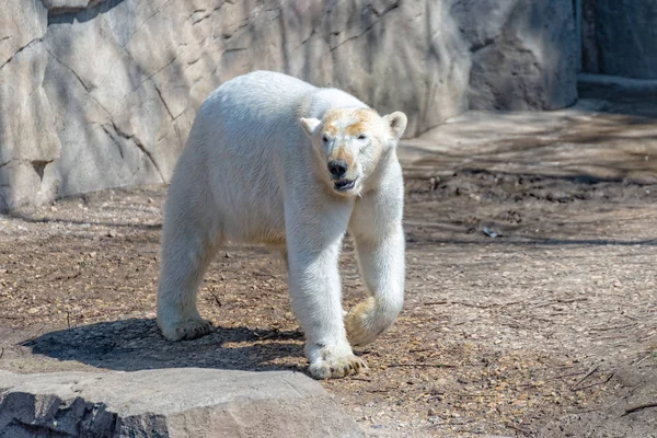 Polar bears females stands on the rock and enjoys the sun — Stock Photo, Image