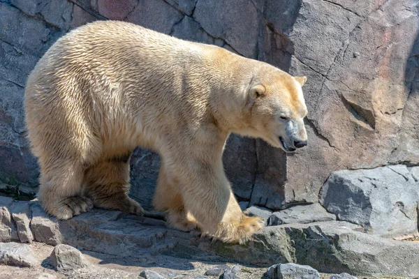 Polar bear male stands on the rock and enjoys the sun — Stock Photo, Image