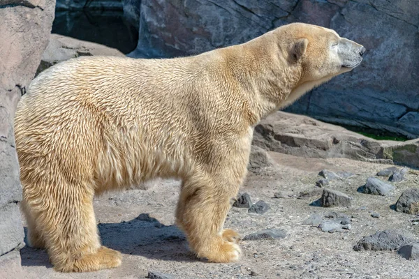 Polar bear male stands on the rock and enjoys the sun — Stock Photo, Image