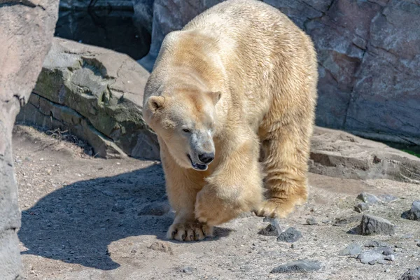 Lední medvěd se tyčí na skále a požívá slunce — Stock fotografie