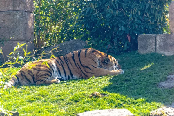 Siberian tiger lies in the grass and enjoys the sun — Stock Photo, Image