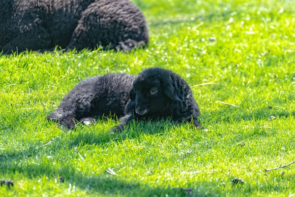 Zwarte baby schapen ligt op de weide — Stockfoto