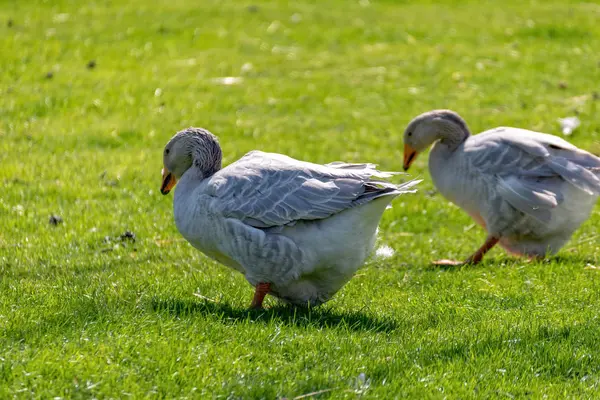 Los gansos corren por el prado — Foto de Stock