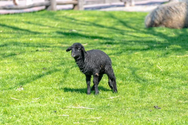 Zwarte baby schapen loopt over de weide — Stockfoto