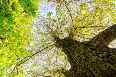 Yeşil ağaç tepeli ağaç