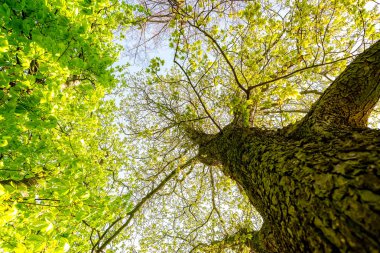 Yeşil ağaç tepeli ağaç