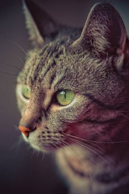 Gri beyaz çizgili avrupa kısa saçlı kedi