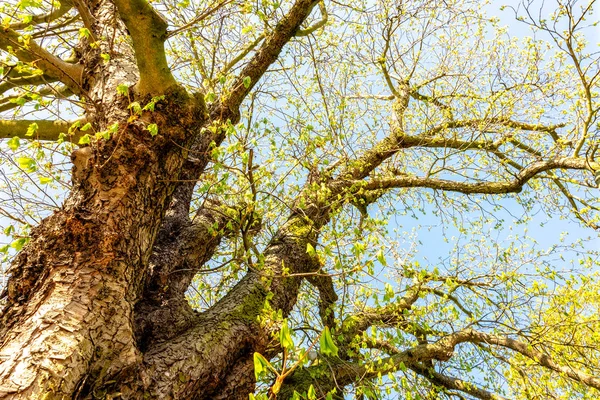 Boom met groene boompje — Stockfoto