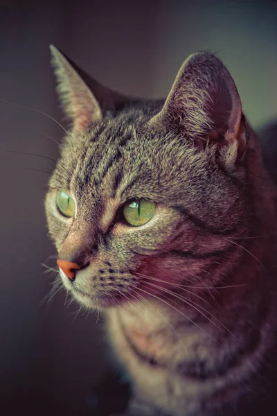 灰色の白い縞模様のヨーロッパの短い髪の猫 — ストック写真