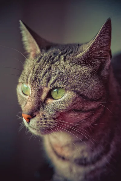 灰色の白い縞模様のヨーロッパの短い髪の猫 — ストック写真