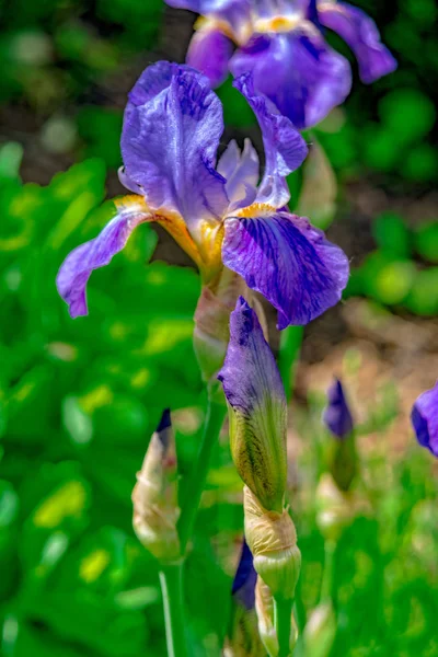 Iris med blå blomma växer i trädgården — Stockfoto