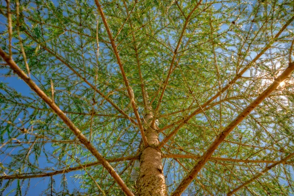 Fenyőfa alulról a Koronáig — Stock Fotó