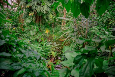 ormanda farklı bitkiler