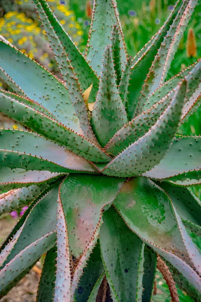 Großer Kaktus in der Wüste — Stockfoto