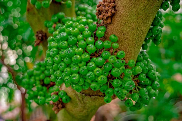 Fruta del café en el árbol en la selva —  Fotos de Stock