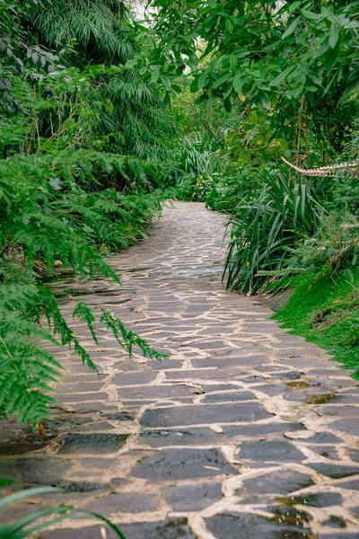 Path meanders through the jungle