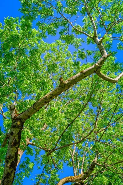 Árvore com folhas verdes na copa da árvore — Fotografia de Stock