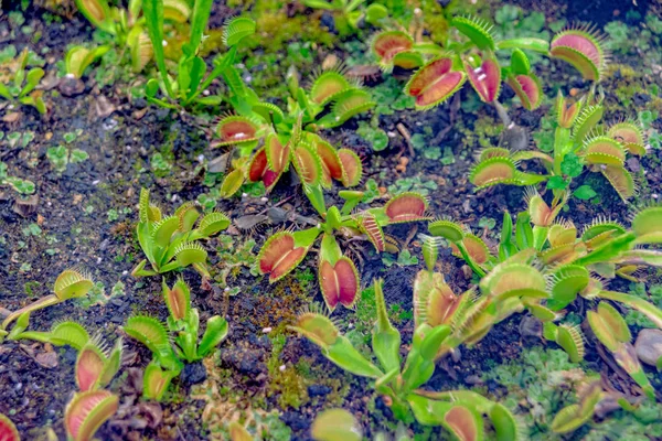 Venus Flytrap wild groeide op de grond — Stockfoto