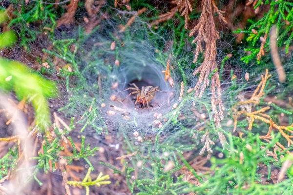 Une araignée attend des proies dans leur réseau d'entonnoirs — Photo