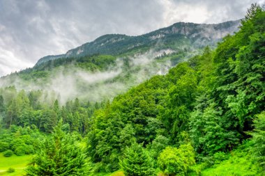 İtalya'da Güney Tirol ormanda Sis yaklaşıyor