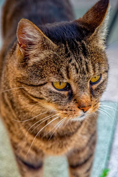 肖像画のヨーロッパのショートヘア猫 — ストック写真