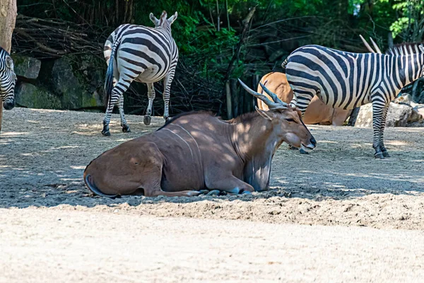 Caraíbas Descansando Recinto — Fotografia de Stock