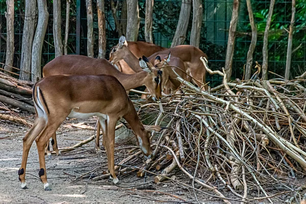 Impala Animaux Grignoter Sur Les Brindilles — Photo