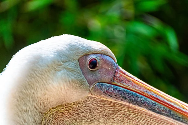 Portret Różowego Pelikana — Zdjęcie stockowe